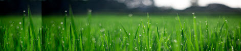 Green Lawn