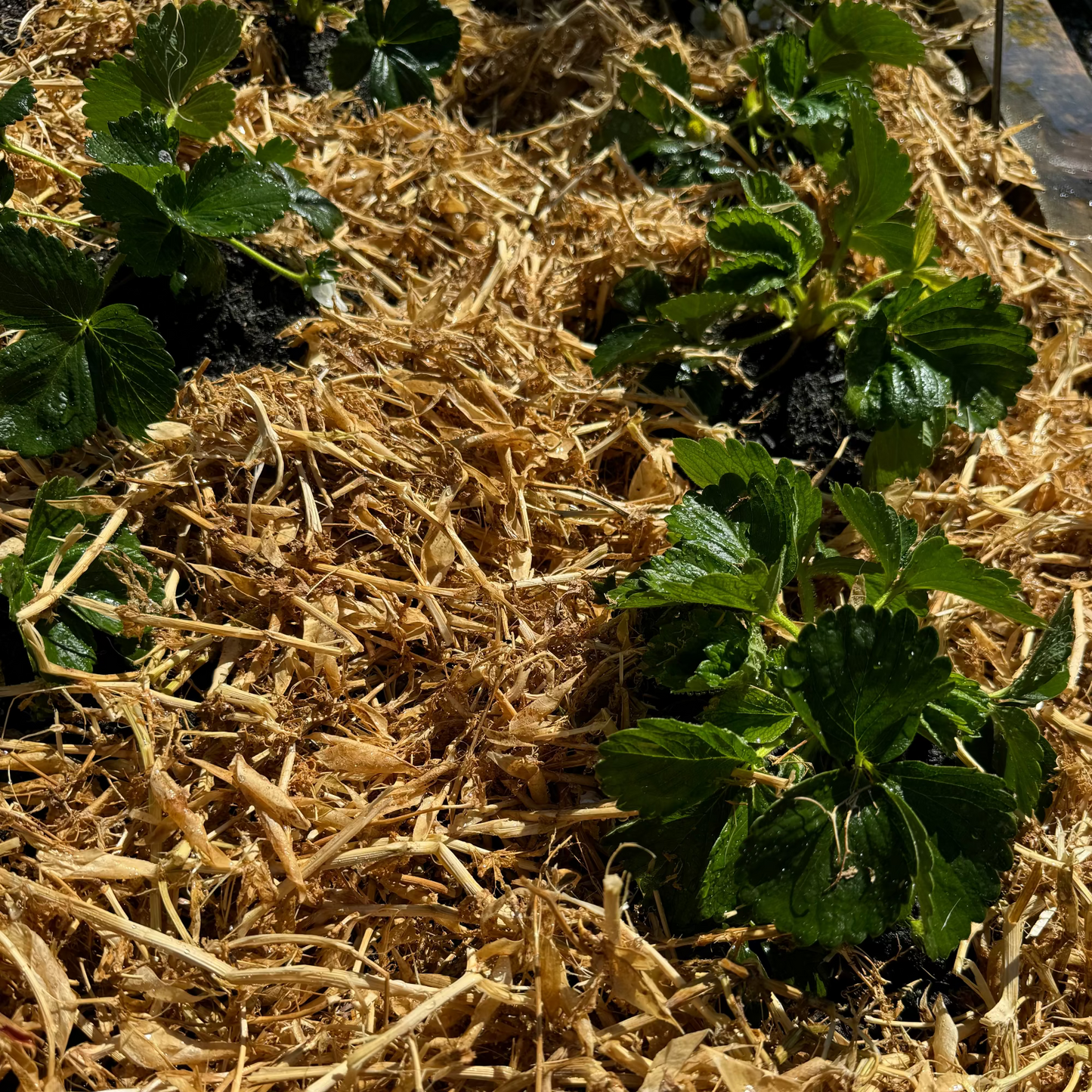 Close-up of young green strawberry plants growing in soil covered with light brown straw mulch.