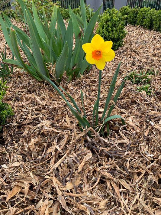 Pea Straw on a garden