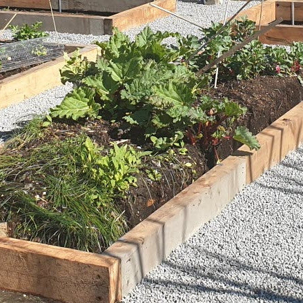 Wooden raised garden beds filled with soil, green plants, and grass, arranged on a bed of white gravel outdoors.