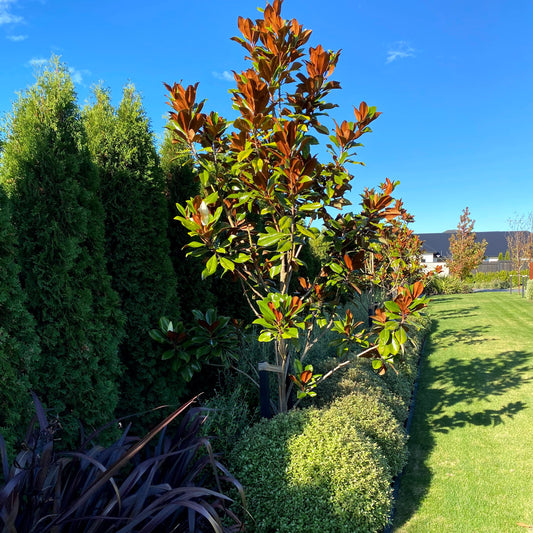 Buy premixed garden soil by the bulk scoop for larger beds and landscaping jobs, ready to plant straight in with no extra mixing or preparation needed.