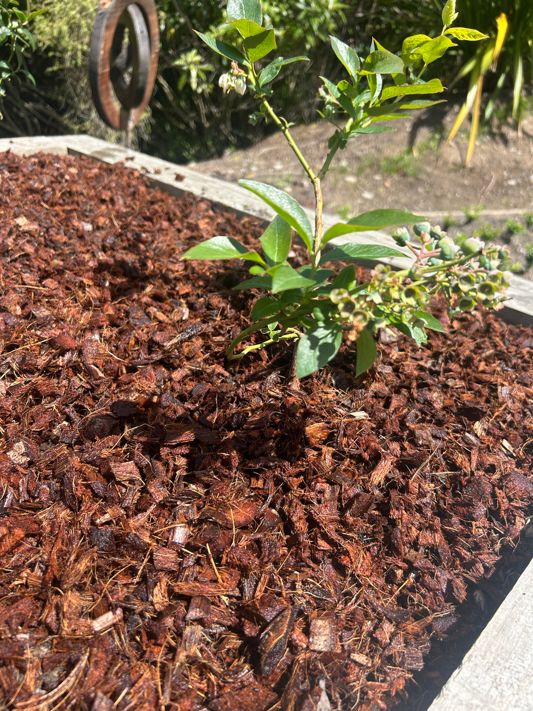 NEW PRODUCT: Coir Mulch / Chips Compressed 4.5kg (makes 60ltr)