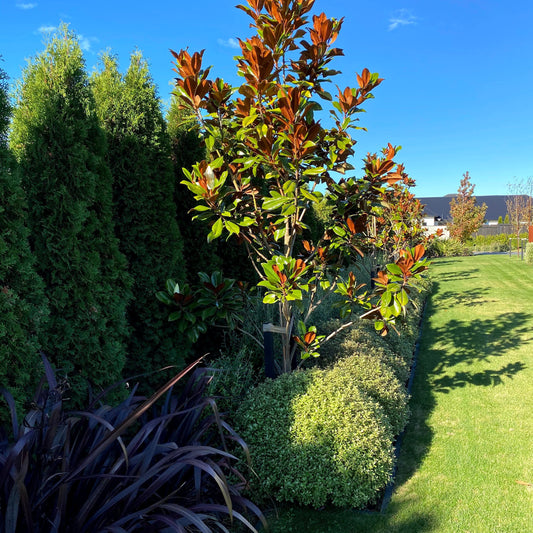 🎉Spring Special:  $19.95 for Garden Soil / Planting Mix🎉