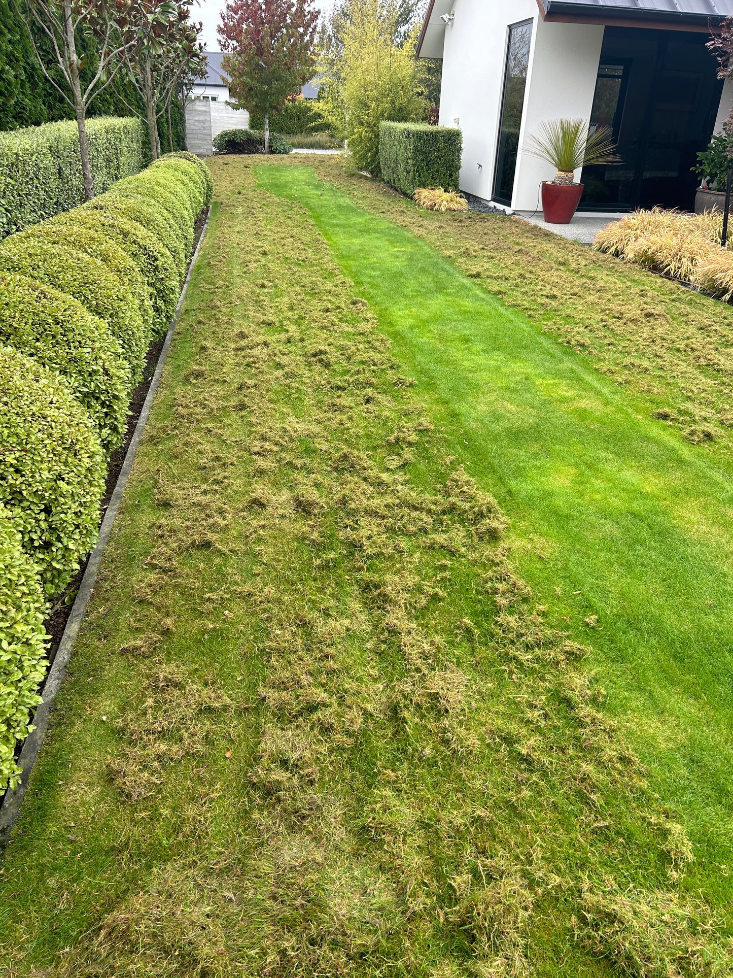 Lawn Scarifier – Tandem (medium & large lawns) - [Hire]