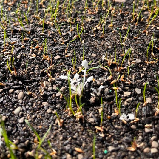NZLA Meso Pre and Post-emergence Herbicide - - - [500ml]