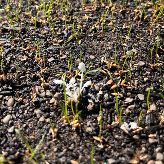 NZLA Meso Pre and Post-emergence Herbicide- - - [100ml]