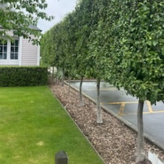 Mulch and Feed Example Garden