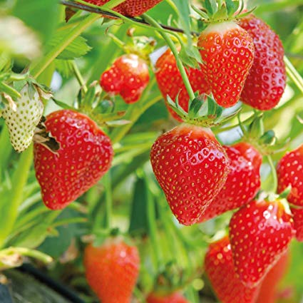 Coirmedia Strawberry Grow Bag - - - [20 litre]