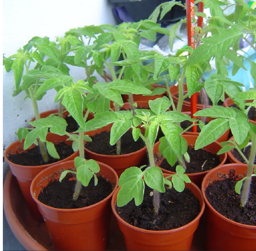 Tomato Mix (Grow Bag) - - - [35ltr Bag]