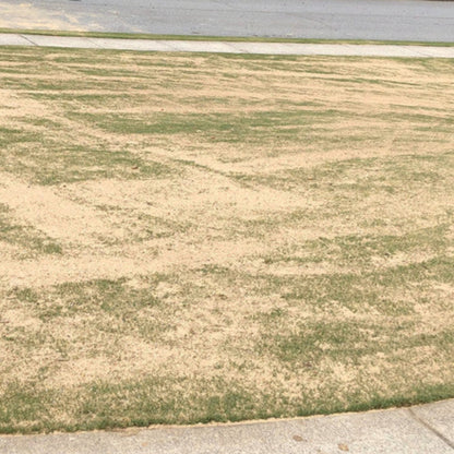 Turf Sand spread on lawn