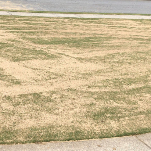 Turf Sand spread on lawn
