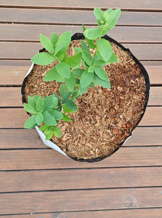 Coirmedia Blueberry open top bags - - - [27 litre]