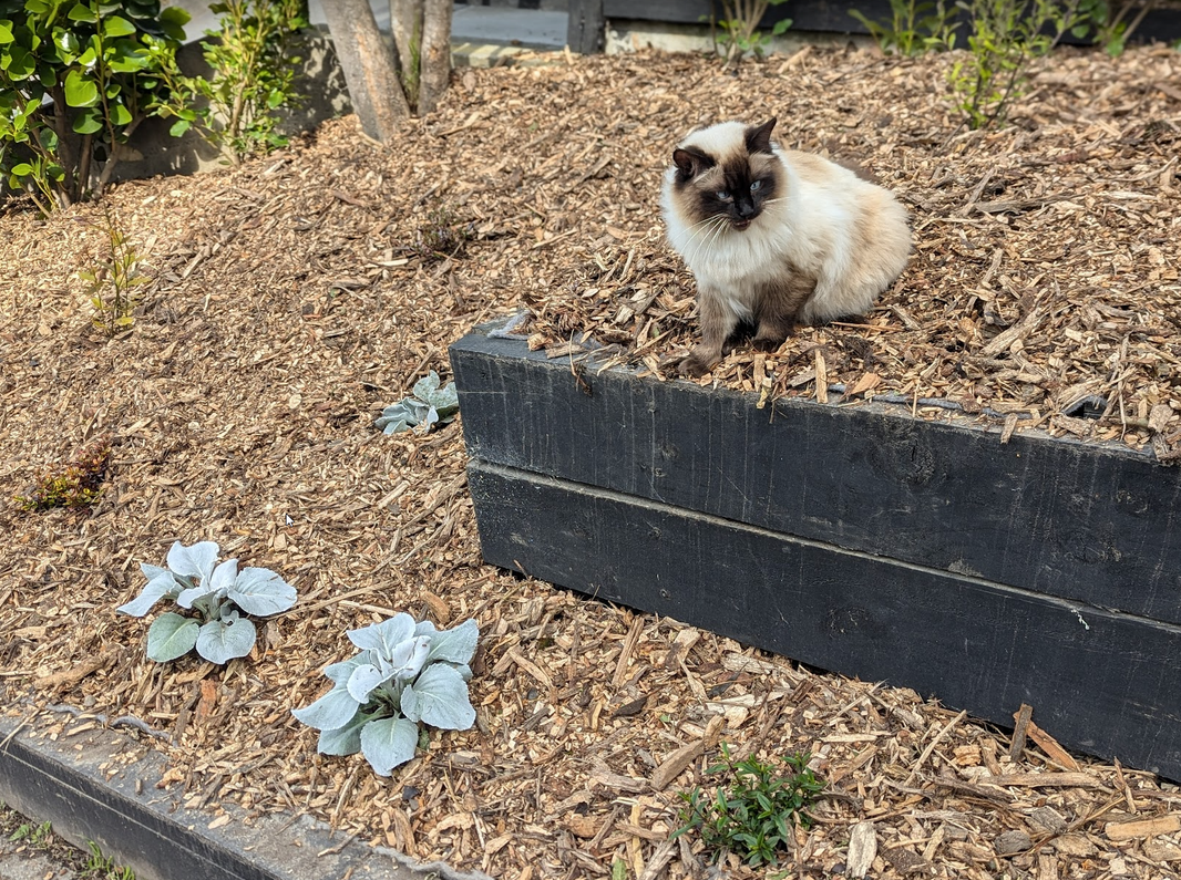 Bark & Mulch – Garden Box Limited - Create Better Gardens