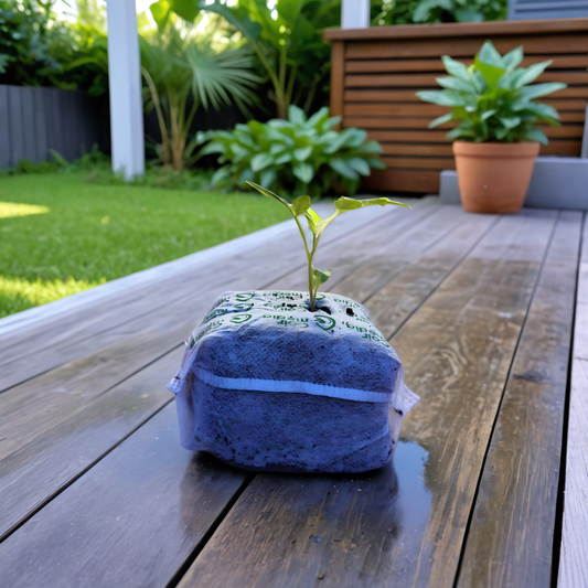 Coir Propagation Cube  - - - [80 x 80 x 80mm block]