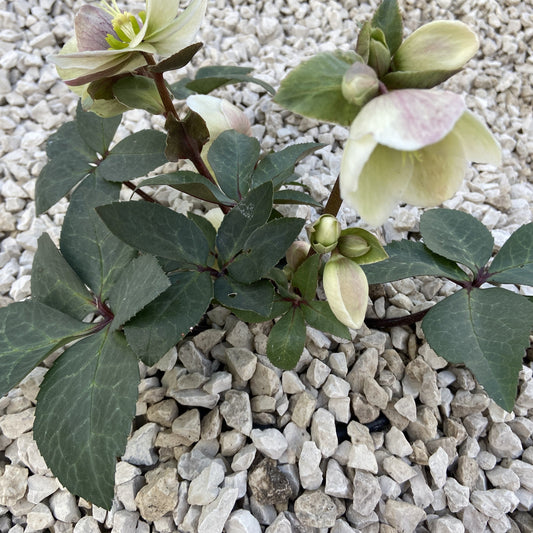 White Ice Lime Stone Chip