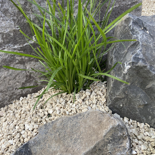 white lime with plants 10mm