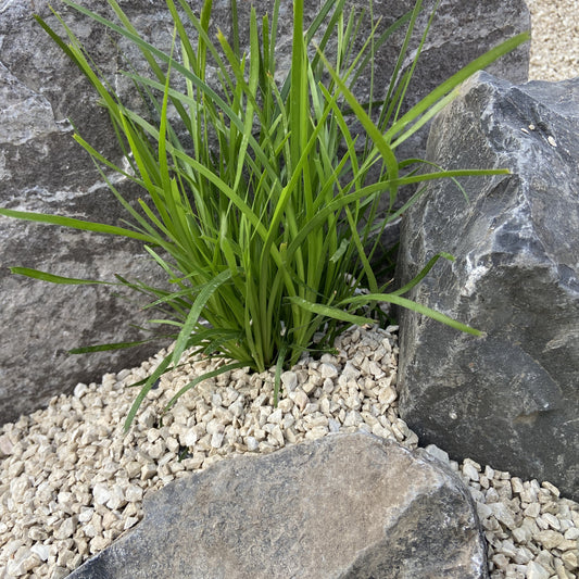 White lime stone with plant 10mm