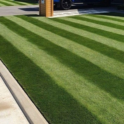 Fine fescue lawn