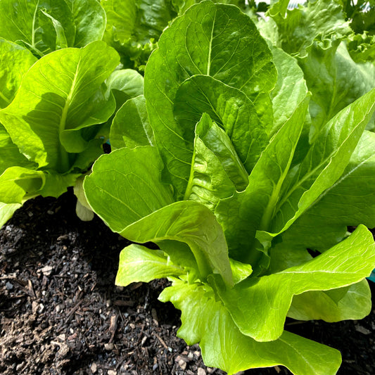 Veggie Soil Plus - - - [20ltr Bag]