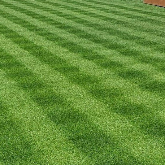 Perennial Rye Lawn