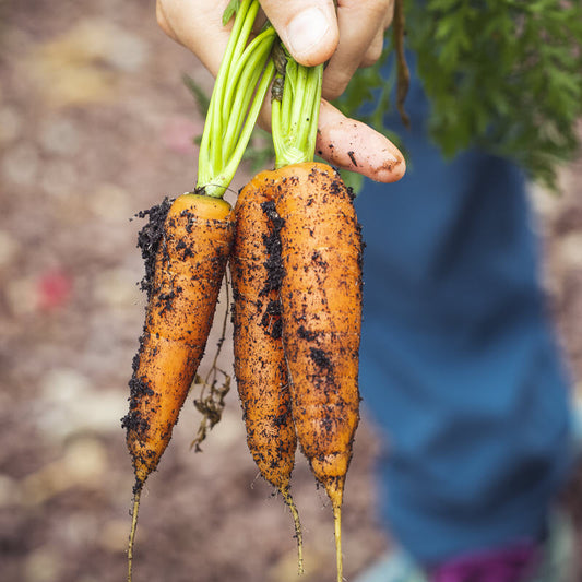 A person holding freshly harvested carrots with soil still attached to them.